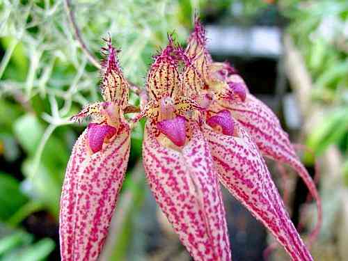 Bulbophyllum Elizabeth Ann Buckleberry